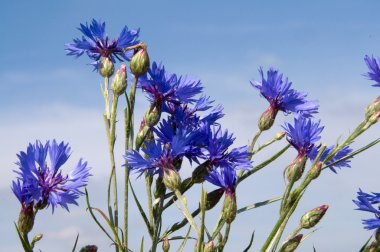 Cornflowers. clipart