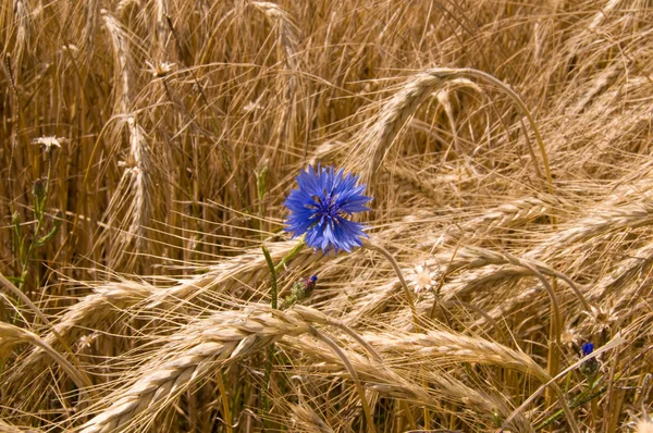 Cornflower entre o trigo . — Fotografia de Stock