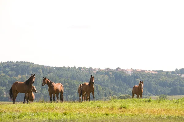 Pferde auf dem Gipfel des Hügels. — Stockfoto