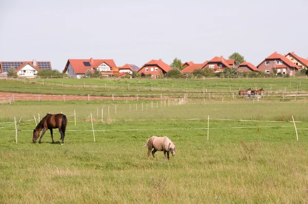 Horses on a pasture. Pony. — Stock Photo, Image