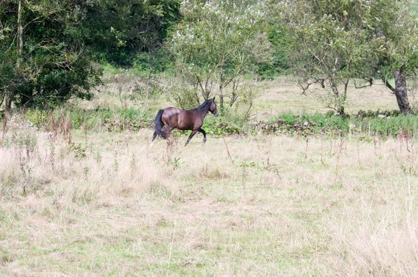 Koń biegnie. — Zdjęcie stockowe