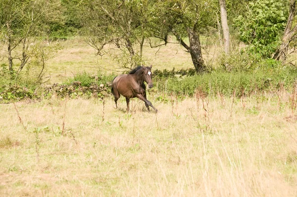 Hästen går. — Stockfoto