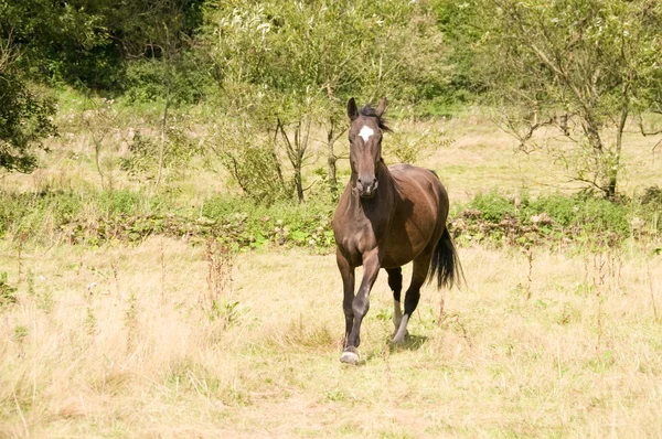 Paard loopt. — Stockfoto