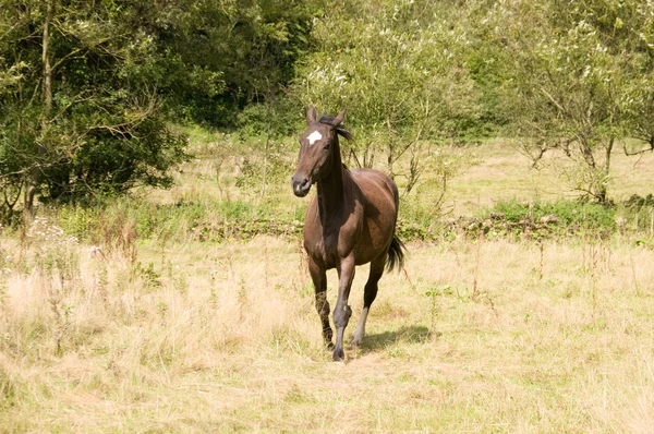 Hästen går. — Stockfoto