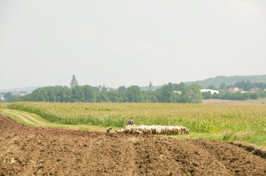 sheepherd ve çoban.