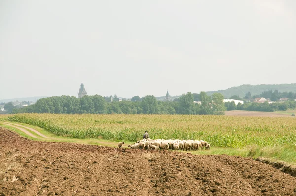 Sheepherd and shepherd. — Stock Photo, Image