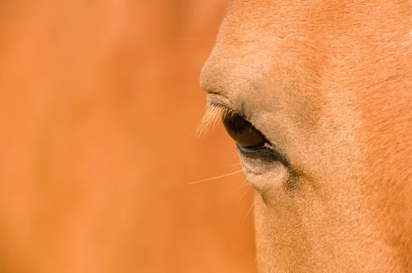 Oog van het paard. — Stockfoto