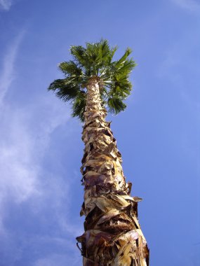 Tall Palm Tree clipart