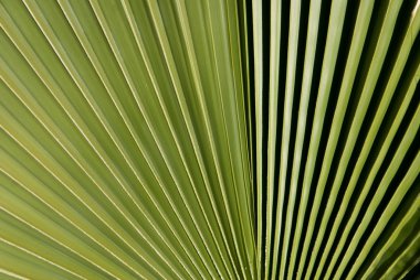 Palm Fronds clipart