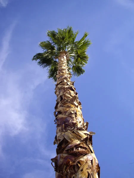 Tall Palm Tree — Stock Photo, Image