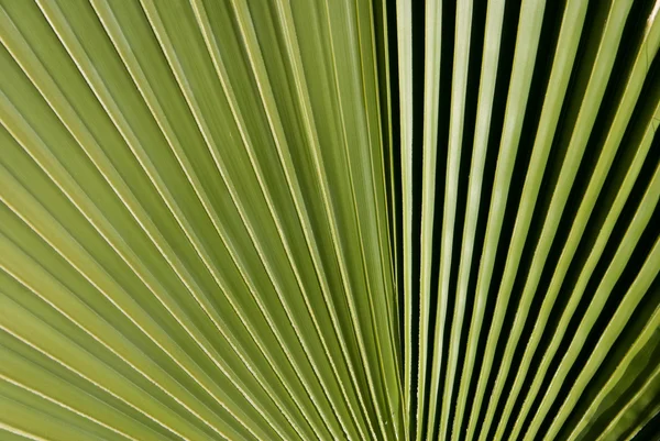 Palm Fronds — Stock Photo, Image