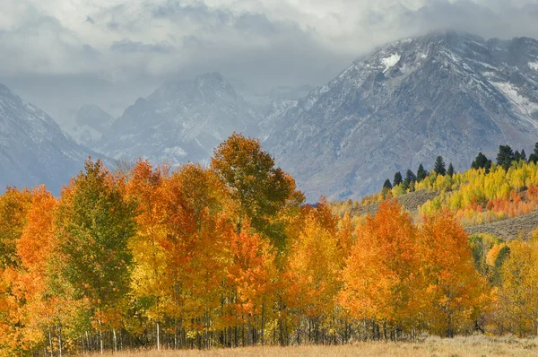 De Grand Tetons boven u uit herfst — Stockfoto