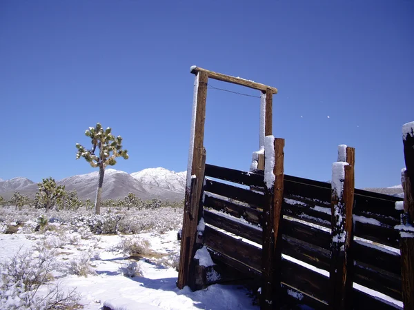 stock image Winter Desert