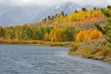 Hillside of Fall colors clipart