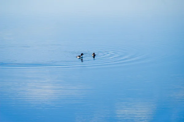 Kaczki na wodzie — Zdjęcie stockowe