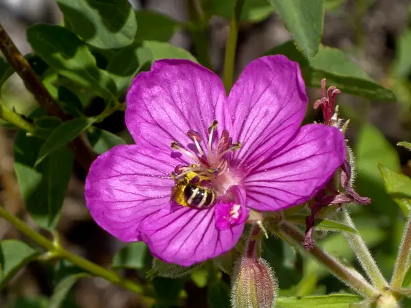 stock image Bee Power