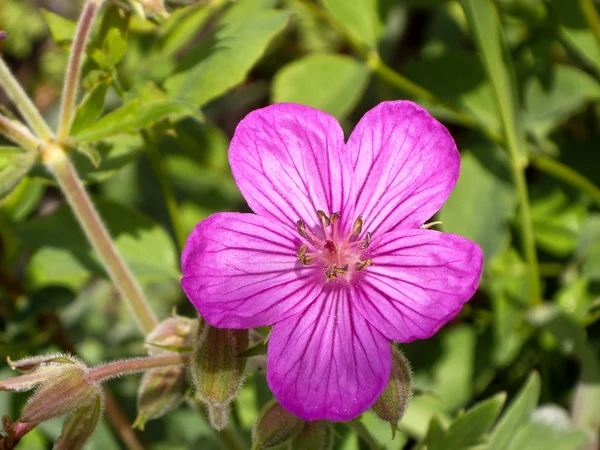 Purple Bloom — Stock Photo, Image