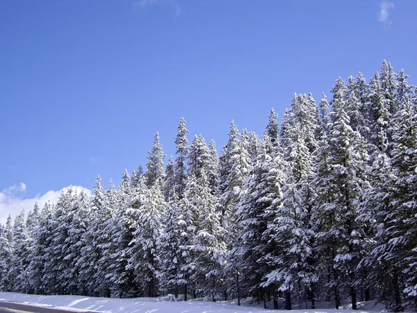 Sneeuw bomen — Stockfoto
