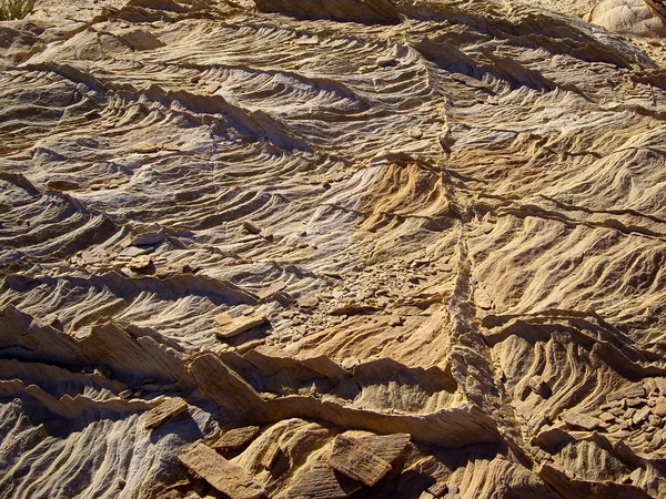 Пустынные шипы — стоковое фото