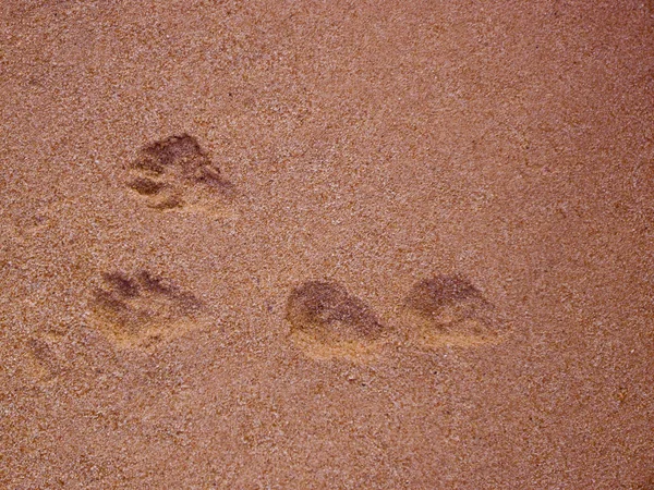 Zvíře se tiskne v písku — Stock fotografie