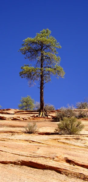 Lone Tree on Blue — Stock Photo, Image