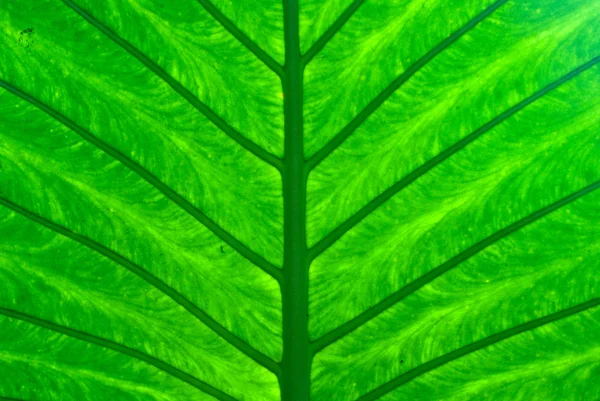 Bright Green Leaf — Stock Photo, Image