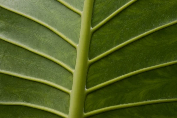 Dark green leaf — Stock Photo, Image