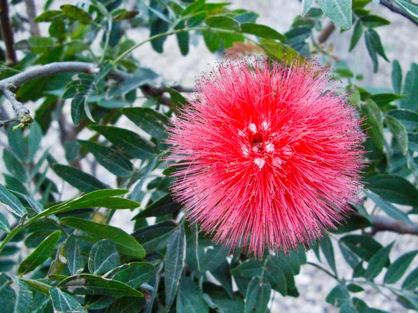 Red Puffball Flower — Stock Photo, Image