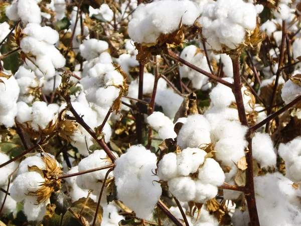 Bolas de algodón —  Fotos de Stock