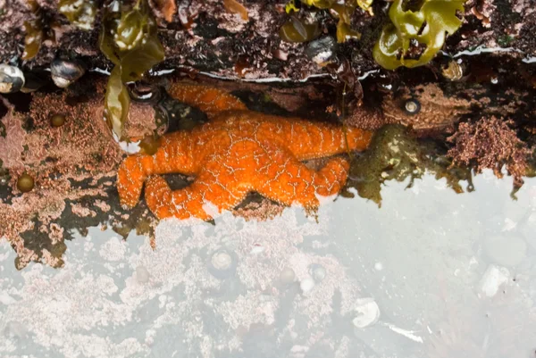 stock image Orange Starfish