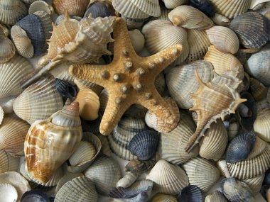 Shells clipart