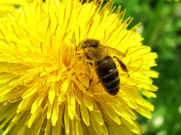 stock image A bee is on a flower