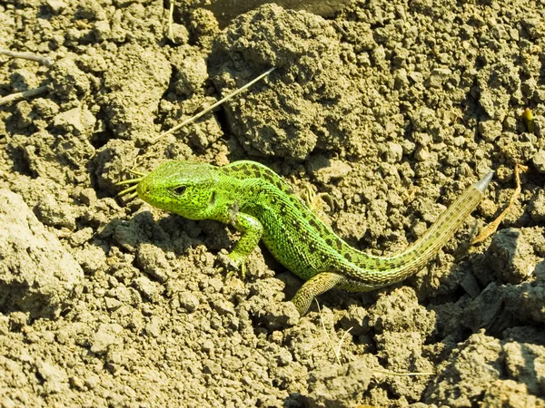 stock image Lizard