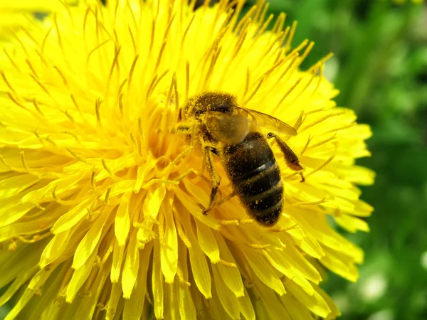 Eine Biene ist auf einer Blume lizenzfreie Stockbilder