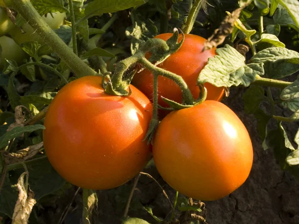 Stock image Tomatoes