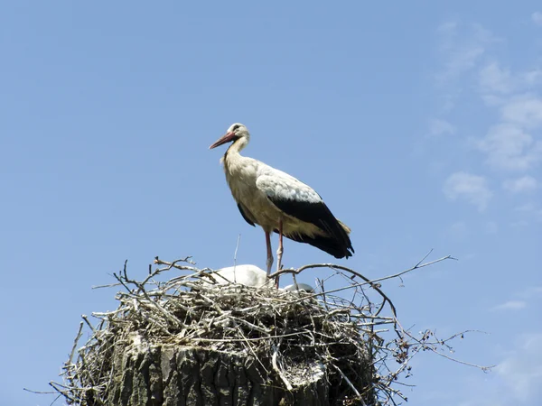 stock image Nest of storks