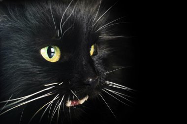 siyah kedi