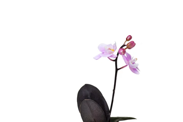 Fiori di bella orchidea isolata — Foto Stock