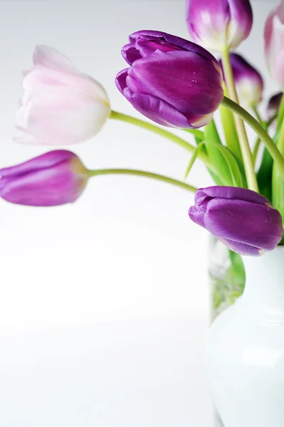 Tulipas violetas e rosa — Fotografia de Stock