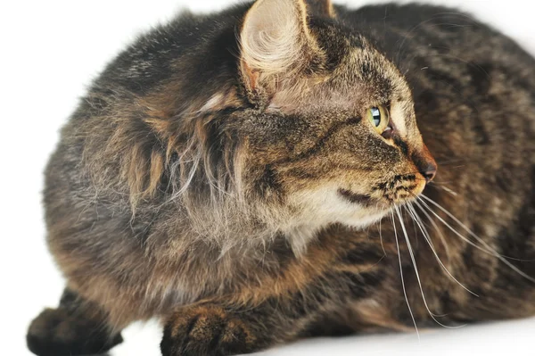 회색 줄무늬 고양이 — 스톡 사진