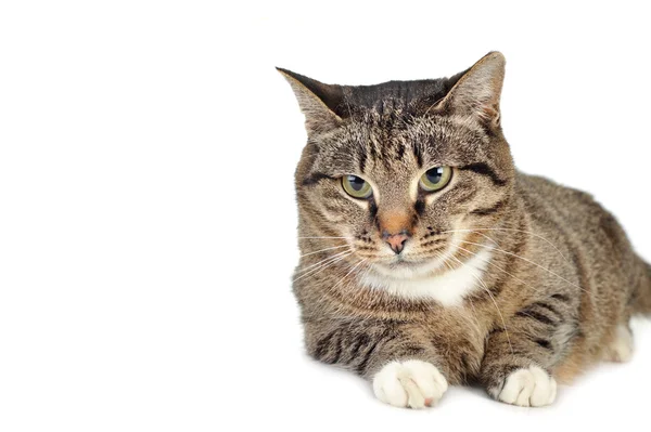 Grijsgestreept katje — Stockfoto