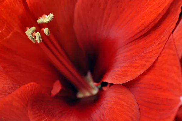 Amaryllis flower — Stock Photo, Image