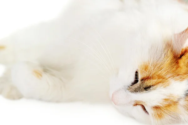 Gatto bianco con macchie di ruggine — Foto Stock