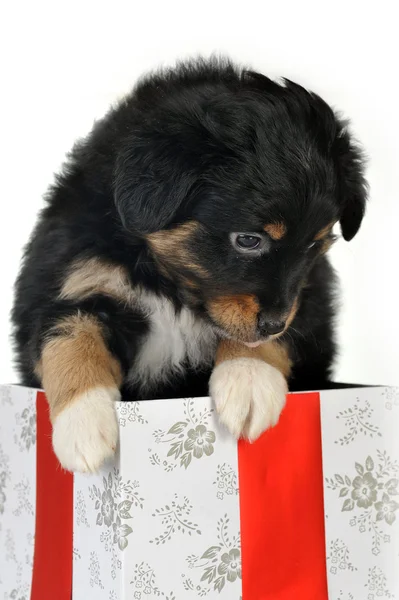 Filhote de cachorro e caixa de presente — Fotografia de Stock