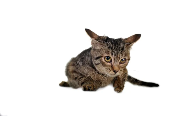 Harmaa raidallinen kissanpentu — kuvapankkivalokuva