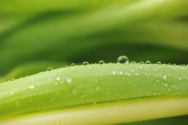 stock image Stalks with leaves