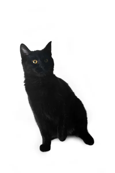 Чорна кішка Ліцензійні Стокові Фото