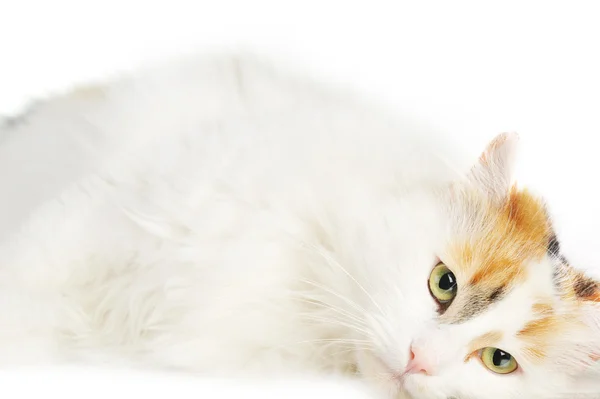 적갈색 얼룩으로 흰 고양이 — 스톡 사진