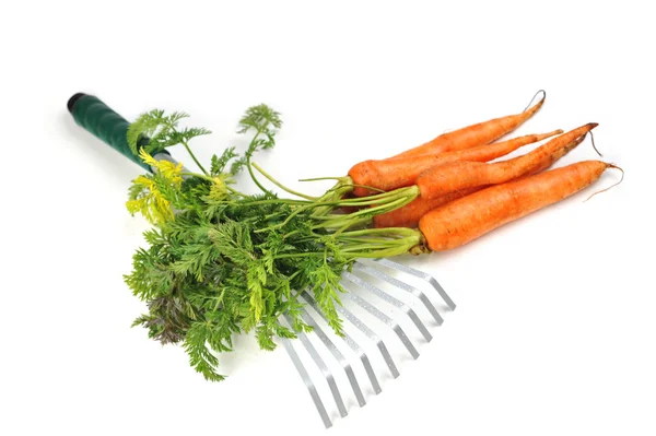 Zanahoria y herramientas de jardinería —  Fotos de Stock