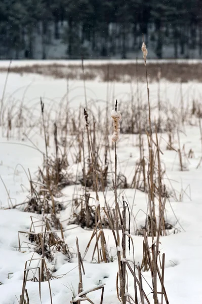 Dried plant in snow — Stock Photo, Image